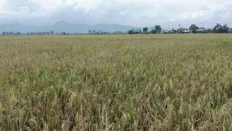 Rice field footage Stock Footage 221912341