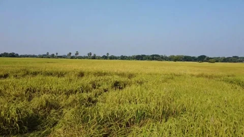 Rice field fpv view with drone and rice field aerial view in winter. Stockbeeldmateriaal 321492075
