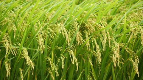 Rice field in a fresh wind background Видео 164014228