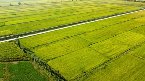 Rice field grain producing area - aerial photography 스톡 동영상 258992961