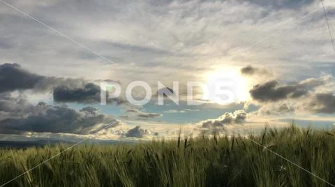 Rice field green grass blue sky cloud cloudy landscape background Stock Photos