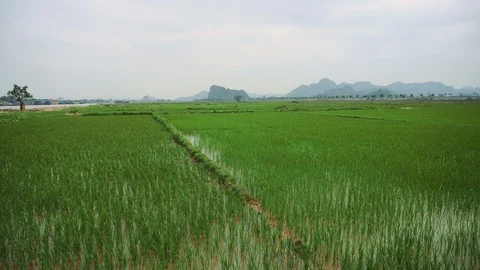 Rice field, green grass, cloud cloudy landscape background Stock Footage 103406177