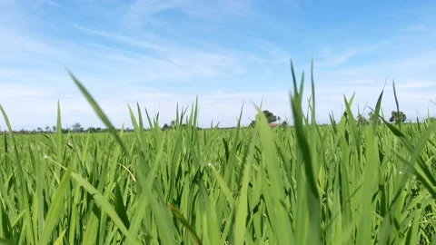 Rice field greenery and sky landscape on the farm Stock Footage 219948257