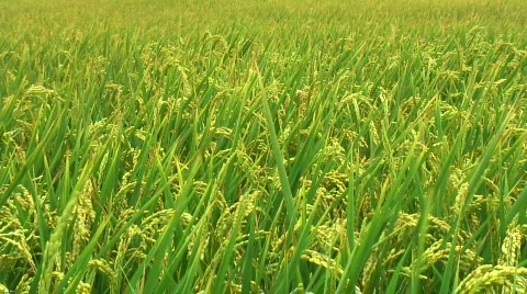 Rice field before harvest Stock Footage 436959