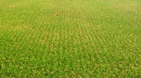 Rice field before harvest Stock Footage 8987070