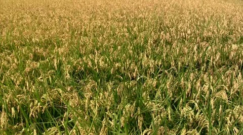 Rice field before harvest Stock Footage 12417929