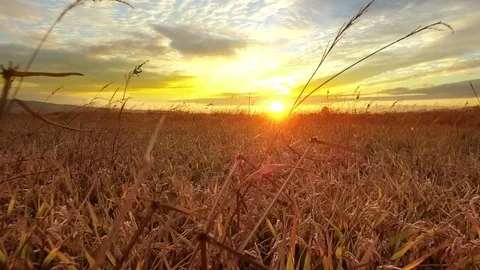 Rice field harvest time at sunset Stock Footage 73674558