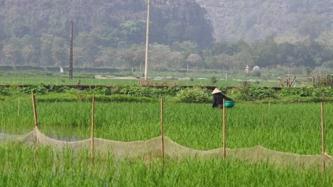 Rice Field Harvesting Process 库存影片 271127080