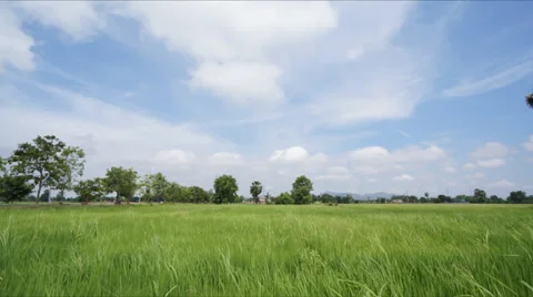 Rice field HD Stock Footage 35009025