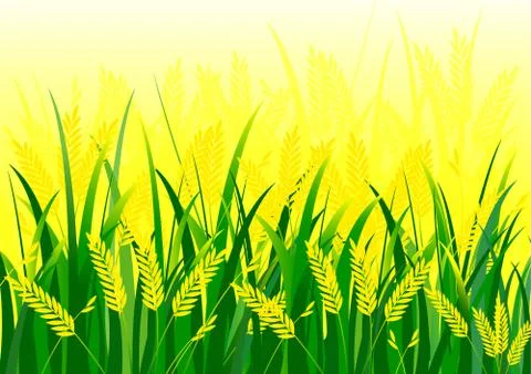 Rice field Illustrazione stock