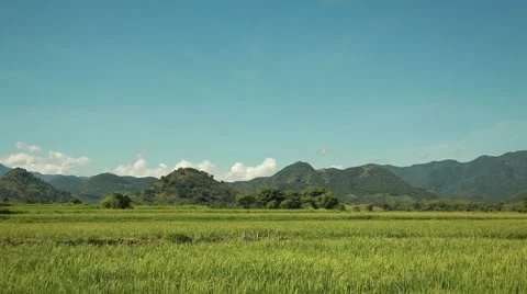 Rice field in Indonesia Stock Footage 44917087