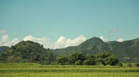 Rice field in Indonesia Stock Footage 44917090