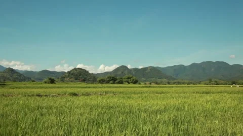Rice field in Indonesia Stock Footage 44917096