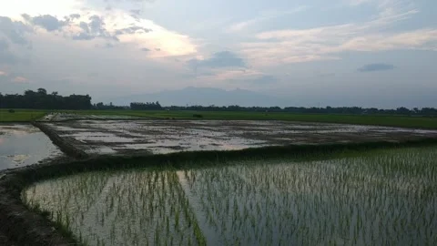 Rice Field in Indonesia Stock Footage 135972613