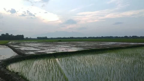 Rice Field in Indonesia Stock Footage 135972626