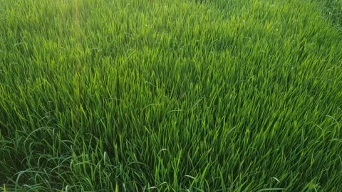 Rice Field in Indonesia Stock Footage 135972630