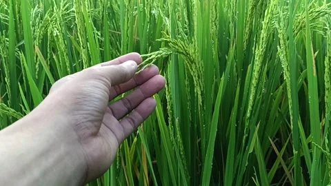Rice Field, Indonesia Stock Footage 269672780