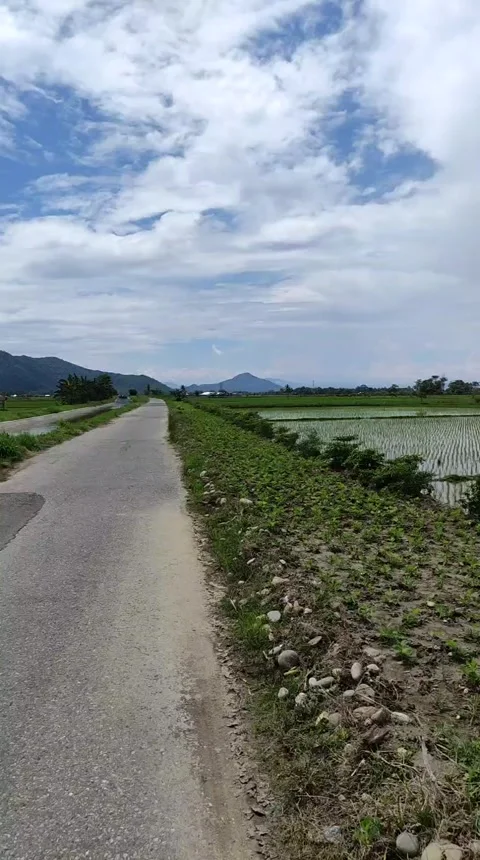 Rice field in Indonesia Stock Footage 271438114