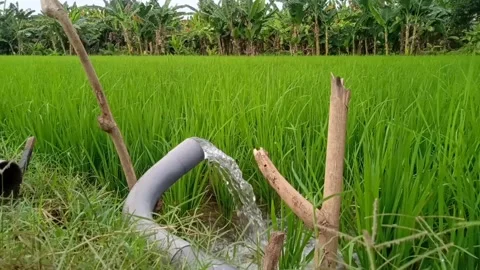 Rice field irrigation Stock Footage 207599411