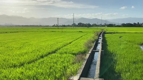 Rice field, irrigation system for fields. Stock Footage 122842719