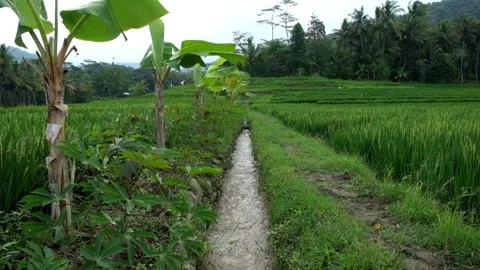 Rice field irrigation system Stock Footage 276339375