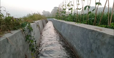 Rice field irrigation water flow Stock Footage 242641403