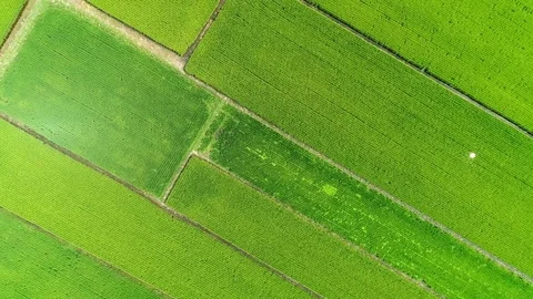 The rice field in Japan Stock Footage 81420293