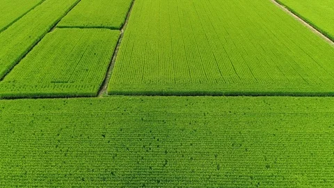 The rice field in Japan Stock-Footage 87307038