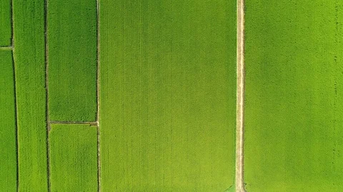 The rice field in Japan Stock Footage 87307755