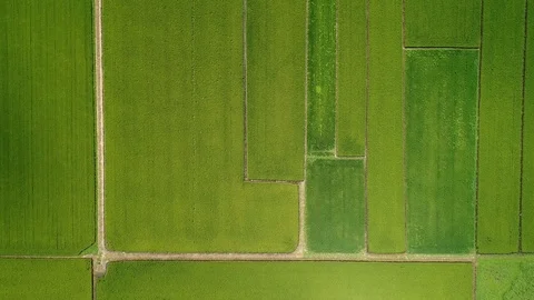 The rice field in Japan Video stock 90239500