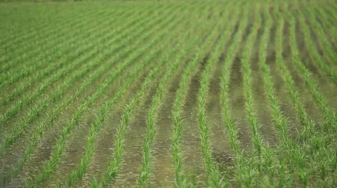 Rice field in the Japanese countryside Stock Footage 58954053