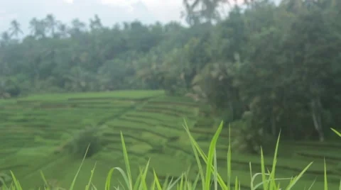Rice Field in the Jungle Stock Footage 67529157