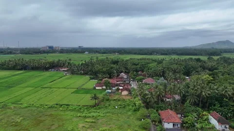 Rice Field Kulon Progo Video stock 306275461