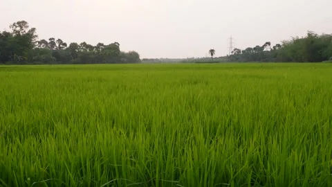 Rice Field Landscape Stock Footage 333924739