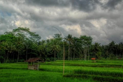 Rice field landscape Stock Photos