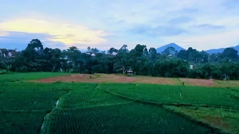 Rice Field Landscape at Sunset Stock Footage 329087849
