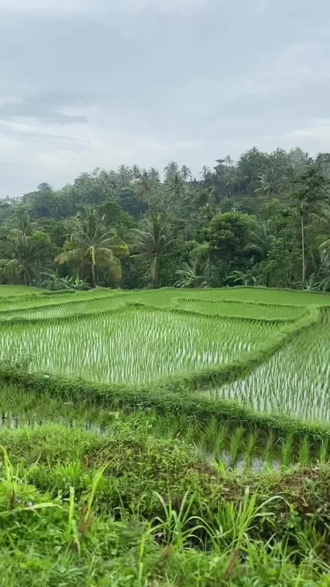 Rice field in Lombok Stock-Footage 343126586