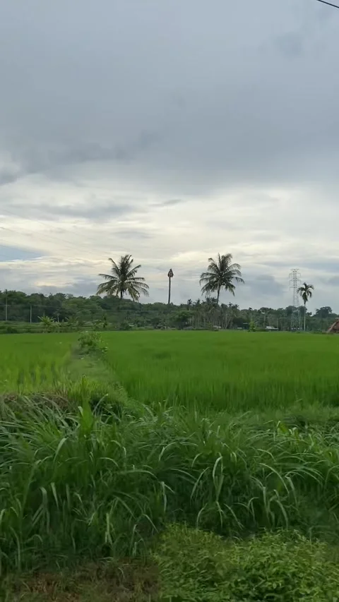 Rice field in Lombok Vídeos de archivo 343126697