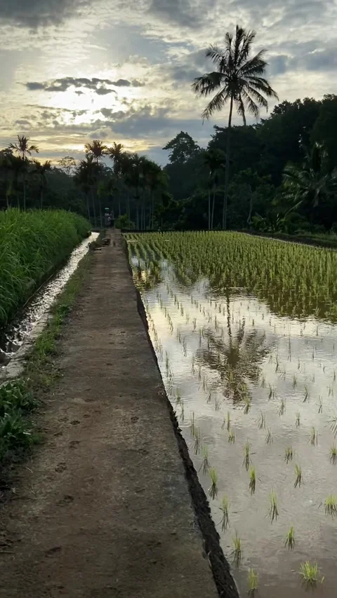 Rice field in Lombok Vídeos de archivo 343126699