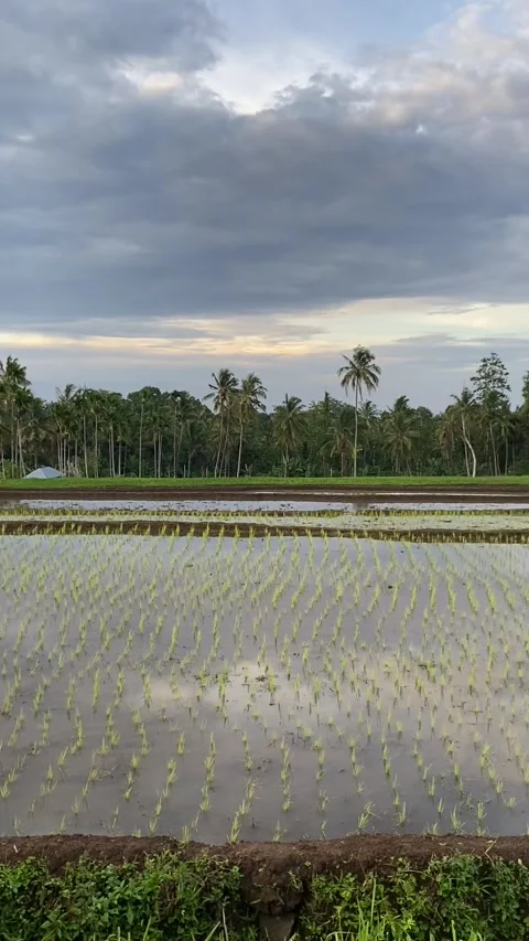 Rice field in Lombok 스톡 동영상 343126710