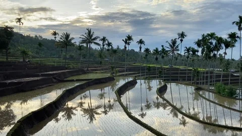 Rice field in Lombok Stockbeeldmateriaal 343126712