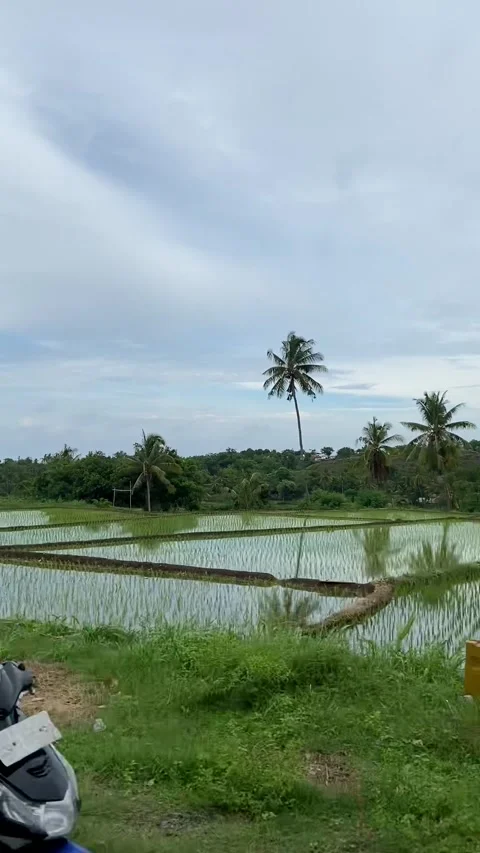 Rice field in Lombok Stock Footage 343126722