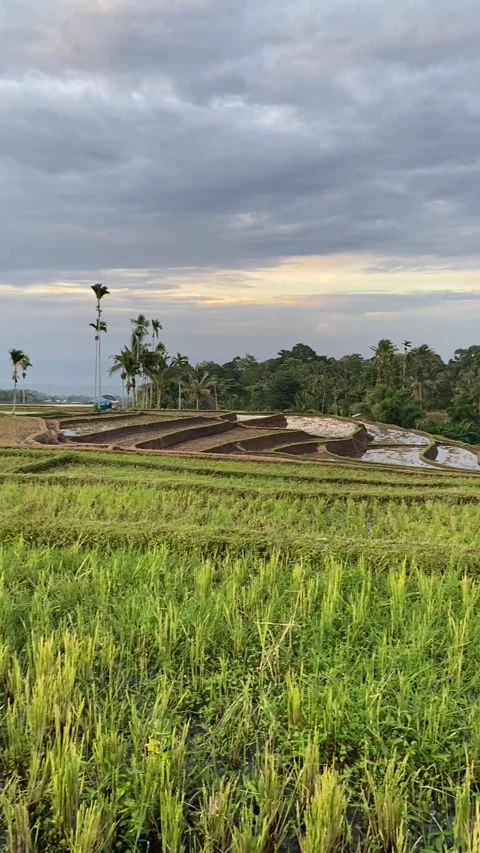 Rice field in Lombok Vídeo Stock 343126723