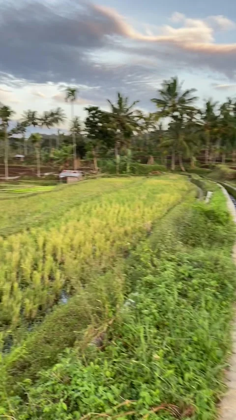 Rice field in Lombok 스톡 동영상 343126724