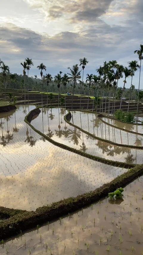 Rice field in Lombok at sunset Vidéo 343126713