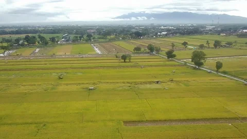 Rice field (Madiun, East Java, indonesia) Stock Footage 235375395