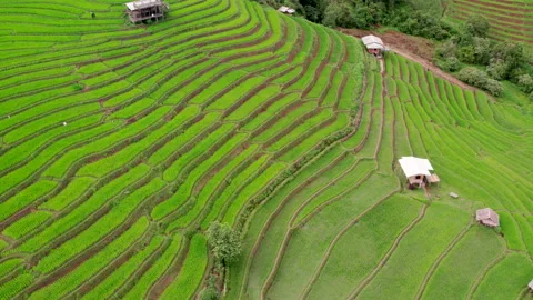 Rice field at Mae Cham Chiangmai Northern Thailand Stock Footage 204887847