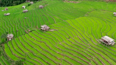 Rice field at Mae Cham Chiangmai Northern Thailand Stock Footage 204887849