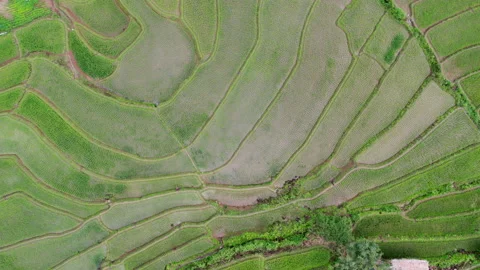 Rice field at Mae Cham Chiangmai Northern Thailand Stock-Footage 204887878
