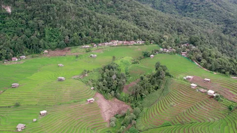 Rice field at Mae Cham Chiangmai Northern Thailand Stock Footage 212530128